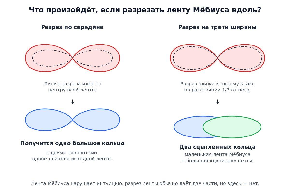 Результаты разрезания ленты Мёбиуса: вдоль середины — одно большое кольцо, на трети ширины — два сцепленных кольца.